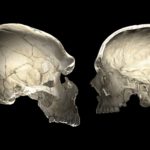 01-Neanderthal-Homo-Sapiensopti