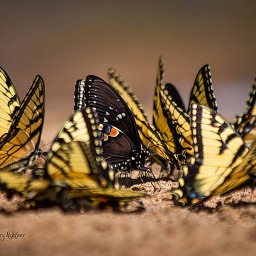 Rhodos buterflies
